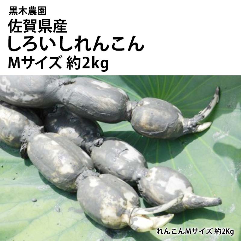 【産直商品】佐賀県産　しろいしれんこん　Mサイズ
