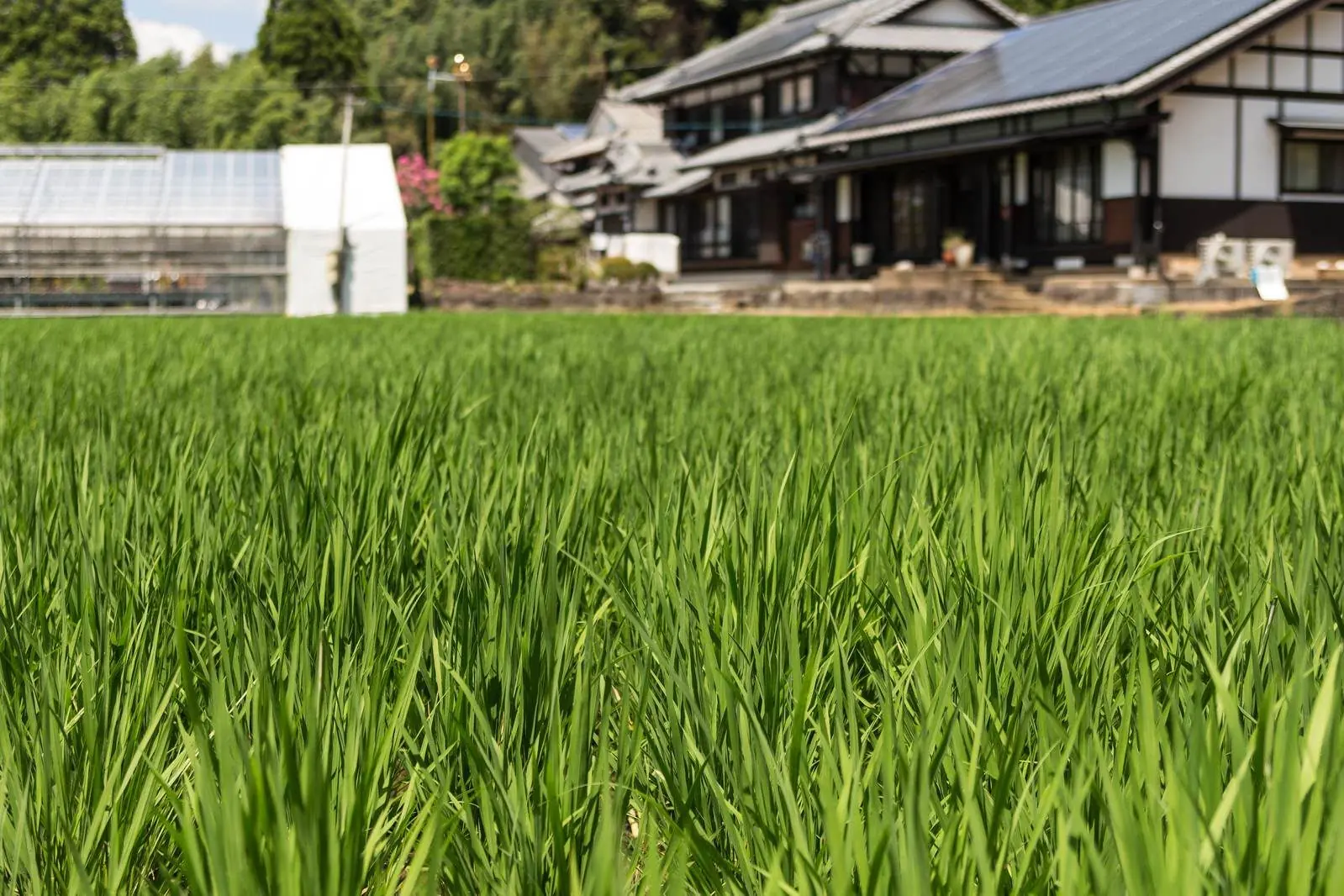 青々とした稲が育つ田んぼ